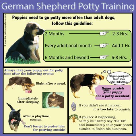 German Shepherd Puppy Training Guide