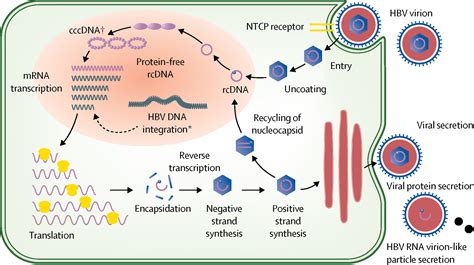 Chronic hepatitis B virus infection - The Lancet