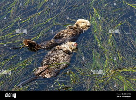 Sea otters sleeping in Sea Grass Stock Photo - Alamy