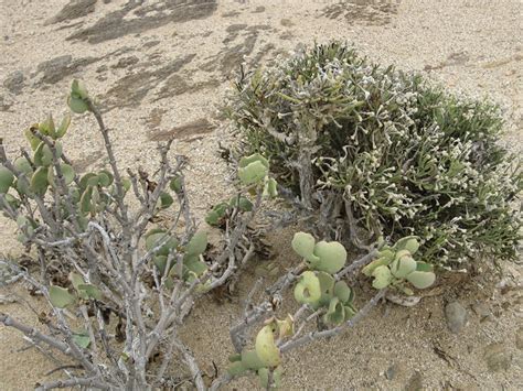 Namib Desert Plants | Flickr - Photo Sharing!