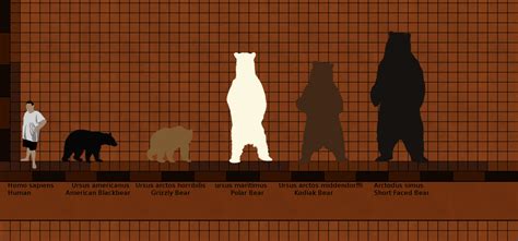 Polar Bear Kodiak Bear Size Comparison at Ruby Najar blog