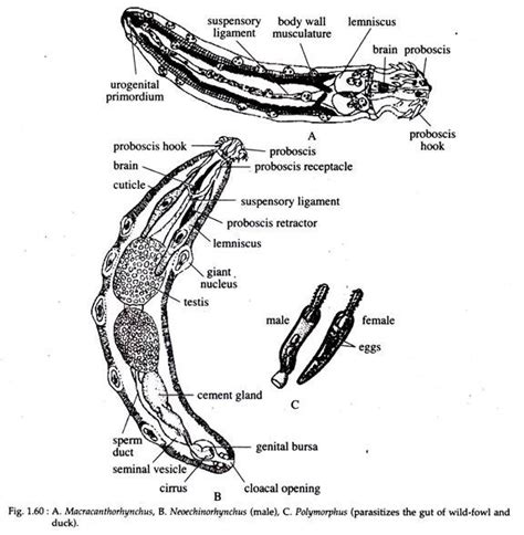 Phylum Acanthocephala: Features and Classification