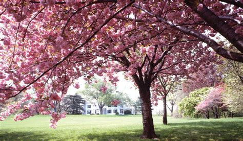 Spring Flowering Trees - Blog- Mahoney's Garden Center