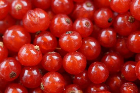 Red Round Small Fruit · Free Stock Photo