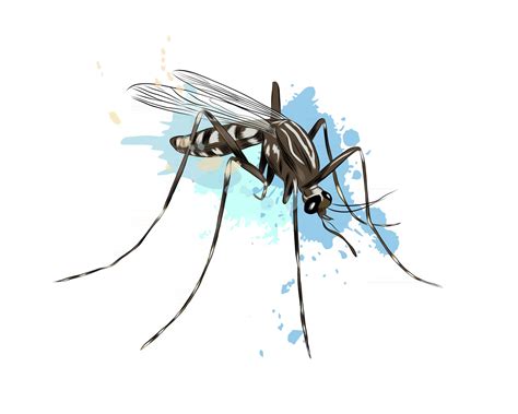 Mosquito from a splash of watercolor, colored drawing, realistic ...