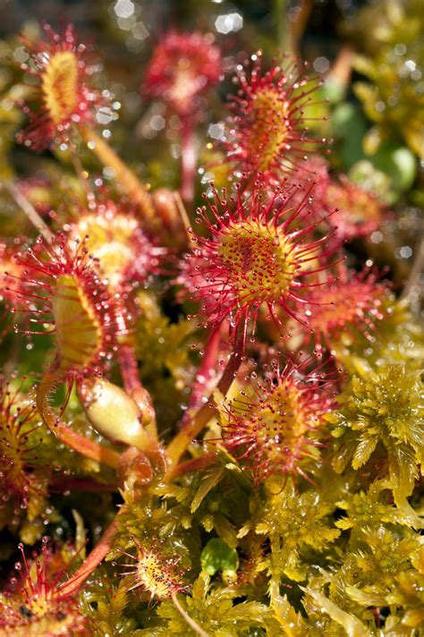 Sundew Plant Information: Learn About Growing Carnivorous Sundew Plants