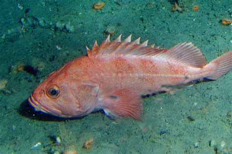 Shortraker Rockfish Research in Alaska | NOAA Fisheries