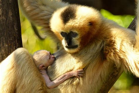 white-cheeked gibbon Archives - Animal Fact Guide