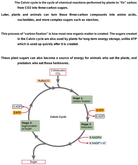 C3 cycle full explanation