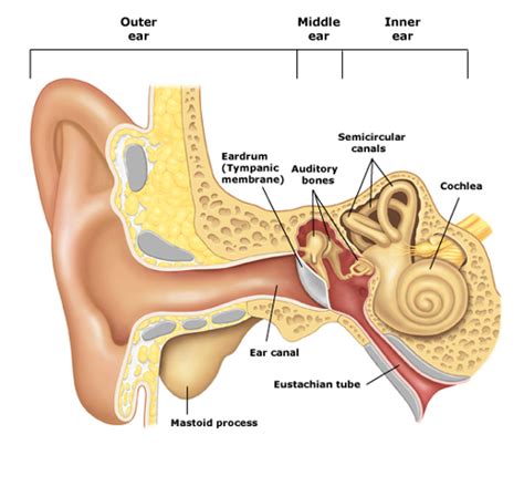 Ear Solutions and Education | Tampa Bay Hearing and Balance Center