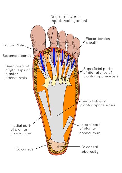 PLANTAR FASCIITIS IN RUNNERS: A PAIN IN THE HEEL! - Insoles and ...