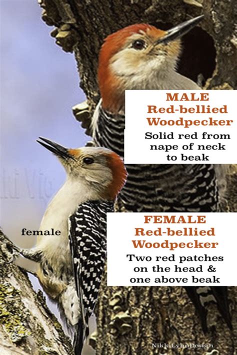 Red Bellied Woodpecker - Nikki Lynn Design