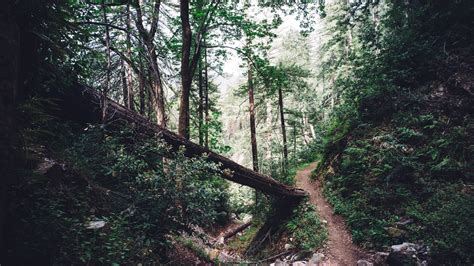 Wallpaper Forest, trail, trees, rocks 5120x2880 UHD 5K Picture, Image