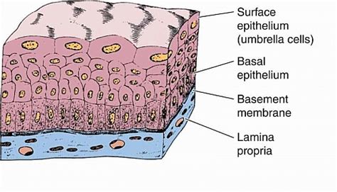 Epithelial Cells Diagram