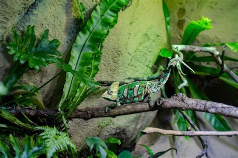 Chameleon Habitat Images - Free Download on Freepik