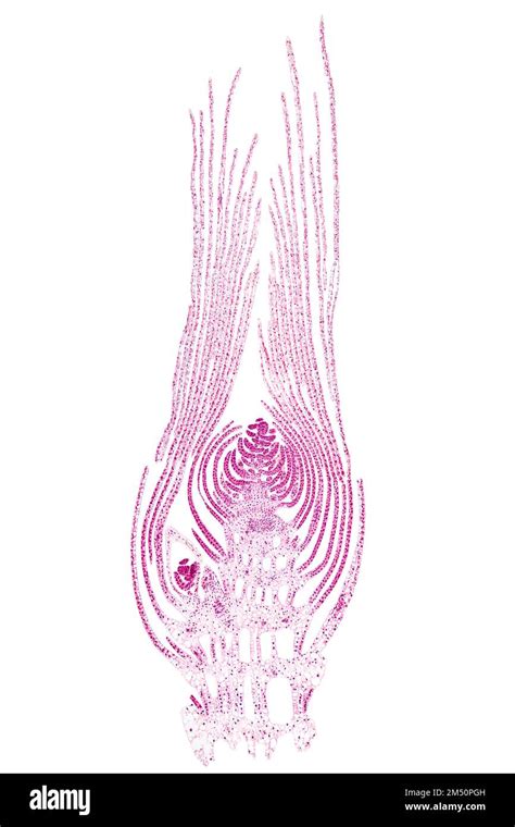 Apical bud of an aquatic plant, longitudinal section, 20X light ...