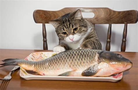 Should Cats Eat Fish? | Two Crazy Cat Ladies | Crazy cats, Cat work ...