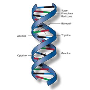 DNA Double Helical Structure, History, Gene & its Molecular Level