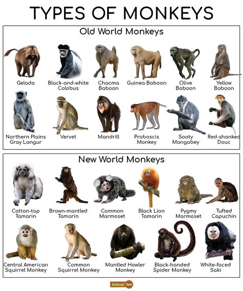 Species Of Primates