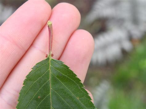 Wild Cherry Tree Identification