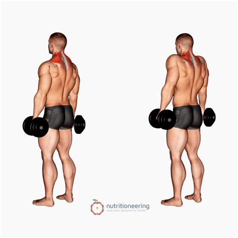 12 Dumbbell Trap Exercises for a Thick Upper Back & Neck | Nutritioneering