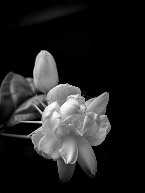 Black and White Closeup of Mogara or Jasmin Flower Stock Photo - Image ...