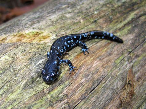 File:Blue-spotted salamander (Ambystoma laterale)01.jpg - Wikimedia Commons