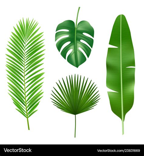 Tropical leaves jungle green plant nature Vector Image