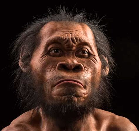 Homo Erectus Facial Reconstruction