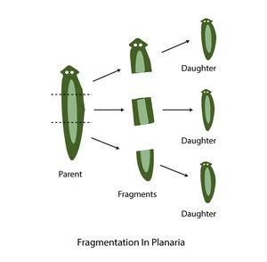 Asexual Reproduction - Definition, Characteristics, Types, Examples ...