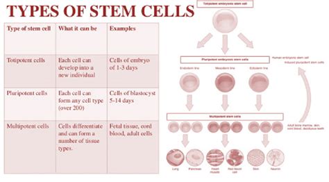 2 Types of stem cells. As reported, there are several types of stem ...