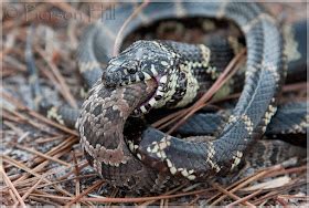 Life is short, but snakes are long: Venom resistance in kingsnakes