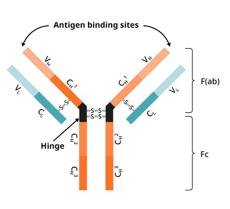 Antigen Structure And Function