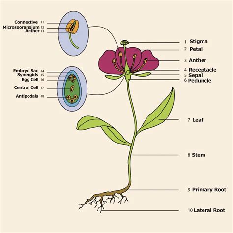 The Anatomy Of A Flower