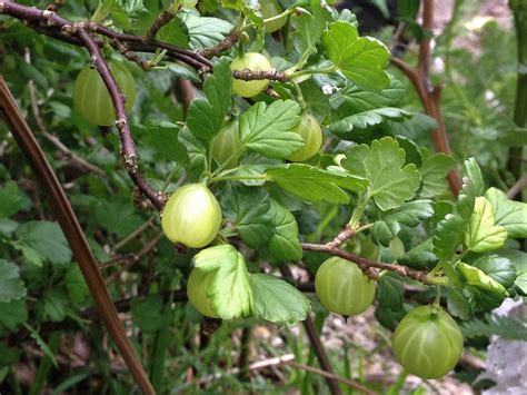 Wild Gooseberry, Ribes uva-crispa