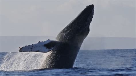 Humpback Whale Jumping image - Free stock photo - Public Domain photo ...