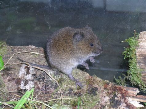 Vertebrate: Voles | Hortsense | Washington State University