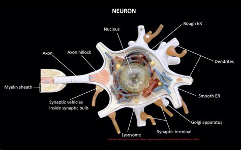 Neuron Model Labeled