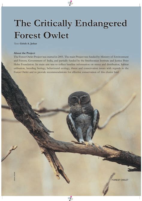 (PDF) The Critically Endangered Forest Owlet The Critically Endangered ...