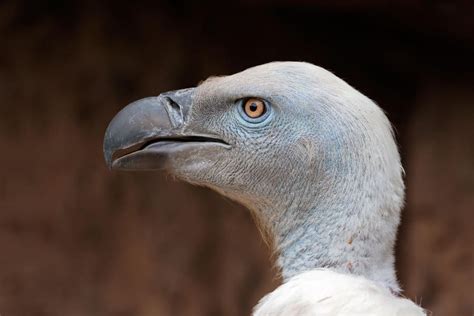 Cape Vulture - All You Need to Know About Nature’s Cleanup Crew