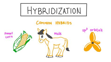 17 Extraordinary Facts About Hybridization - Facts.net