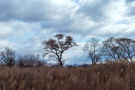 Warped Trees in the Field. the Sky in the Clouds Stock Image - Image of ...