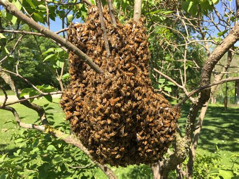 Why Bees Swarm | Hudsonville Honey