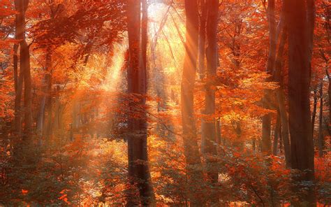 Sun rays autumn forest wallpaper | 1920x1200 | #32044