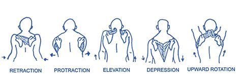 Level 3 (69) Exercise and Fitness Knowledge: The shoulder girdle - Amac ...