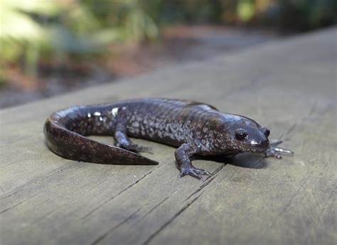 Small-mouthed Salamander - Ambystoma texanum | Brad Glorioso’s Personal ...