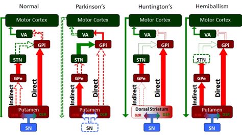 [Figure, The basal ganglia serves many...] - StatPearls - NCBI Bookshelf