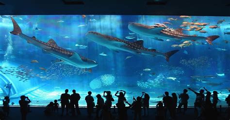 Stunning Aquarium In Japan. : pics