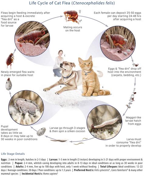 Cat Flea Compared To Dog Fleas - Cat Meme Stock Pictures and Photos