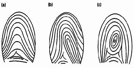 Types Of Fingerprints For Kids